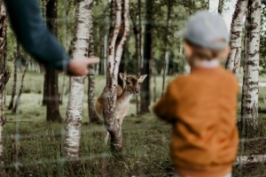 ziņas bilde